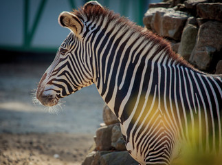 Obraz na płótnie Canvas Zebra close up portrait in a zoo