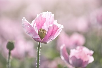 Fototapeta premium MAK lekarski