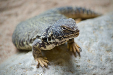 Close up view of a Lizard.