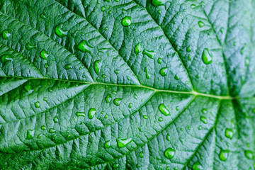 Water drops on fresh green leaves