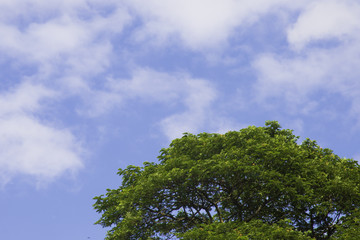 Green tree top line over blue sky and clouds background in summer
