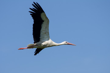 White stork (Ciconia ciconia)