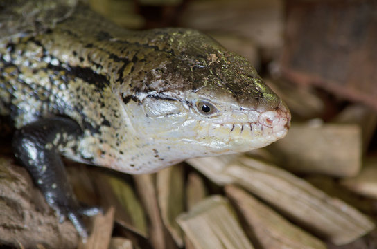 Close up view of a Lizard.