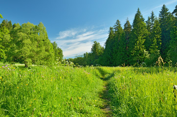 Fototapeta premium The natural landscape in the spring.