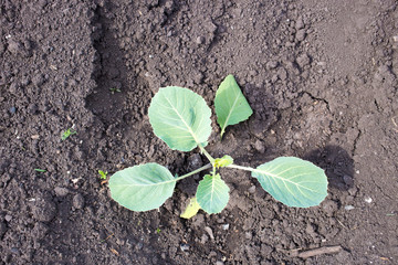 Cabbage