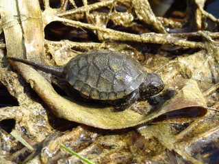 European pond turtle (Emys orbicularis)