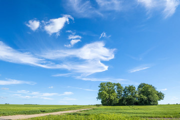Fototapeta na wymiar Summer landscape with magical cloud figures