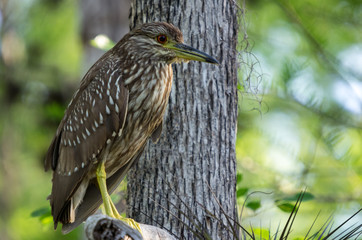 Black-crowned night heron (Nycticorax nycticorax)