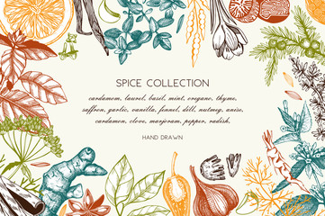 Hand drawn spices and herbs design © sketched-graphics