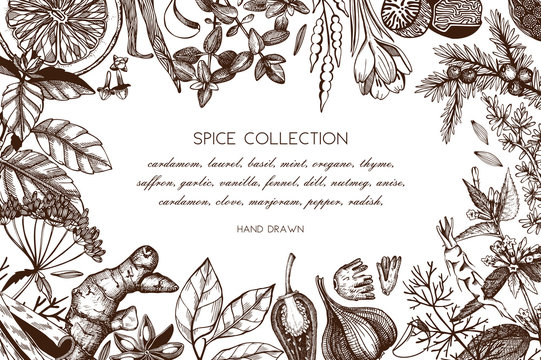 Hand drawn spices and herbs design