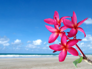 Nahaufnahme rote rosafarbene Plumeria- oder Frangipani-Blumen, die mit Sandstrand und hellblauem Himmelshintergrund blühen, bunte tropische Blumen duften und blühen im Sommer, schöner Naturhintergrund