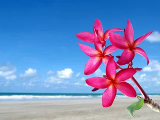 Wall murals Frangipani bouquet purple pink frangipani plumeria flower or leelawadee with blurred sand beach and ocean horizon under blue sky, rest relaxing with tropical flower and tranquil scenic from seaside spa resort