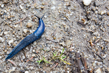 Blue slug crawling on the ground