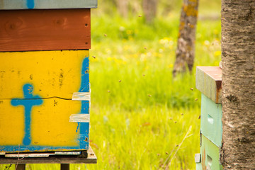 Bienenstock fliegende Honigbienen Bienen Natur  © J Westermann-Blawert