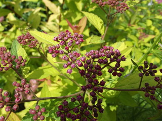 Amazing flower grows right in the yard