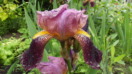 Amazing flower grows right in the yard