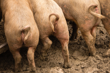 Schwein Schweine Ringelschwanz Ringelschwänze Hinterteil Hinterteile