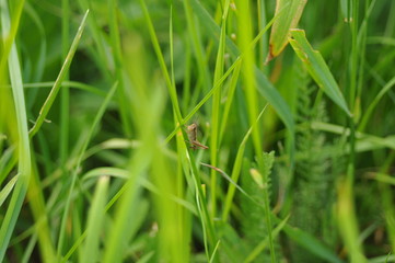 Grasshopper in the grass