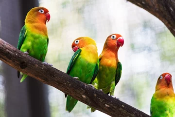 Fotobehang beautiful parrots in a tree © terex
