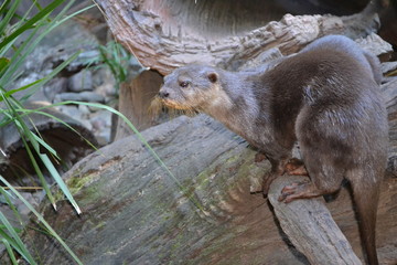 otter