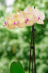 beautiful orchid on green background