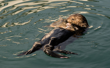 Fototapeta premium Sea Otter Feeding Fish Marine Harbor Wildlife