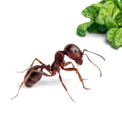 Ant and vegetables.