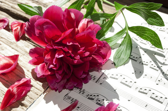 Altes Notenblatt mit Pfingstrose auf Treibholz, Paeonia, Pfingsten, Ostern 