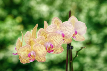 beautiful orchid on green background