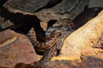 snake