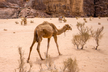 dromedary in the desert