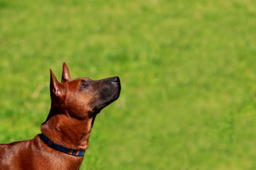 dog breed Thai Ridgeback