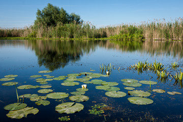 Water lilies and reeds in the Danube Delta (Romania)