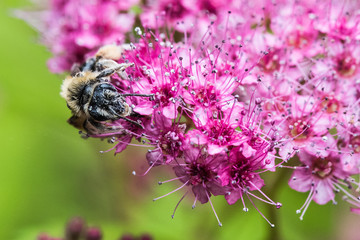 Pink Bee