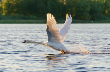 Abhebender Schwan