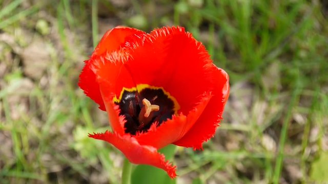One red tulip flower swaying by of the wind. Static camera HD footage.