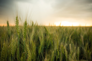 Obraz premium Spikelets of wheat in a field with grain, against a background of gray, blue, storm clouds, summer. The pouring rain is coming.