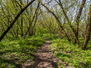 Bicycle path in the forest  along the Swider River