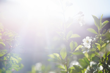 Flowering plants on the background of bright sunlight