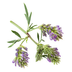 Alfaalfa herb on white