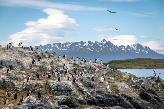 Cormorants (sea birds) island - Beagle Channel, Ushuaia, Argentina