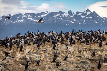 Cormorants (sea birds) island - Beagle Channel, Ushuaia, Argentina