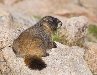 Marmot - Rocky Mountain National Park, Colorado