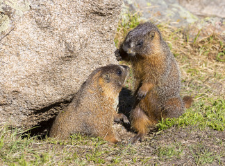 Marmot - Rocky Mountain National Park, Colorado
