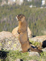 Marmot - Rocky Mountain National Park, Colorado