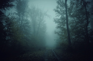 dark scary forest path at night surreal Halloween background
