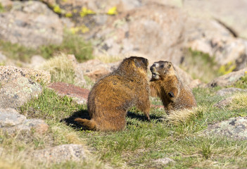 Marmot - Rocky Mountain National Park, Colorado