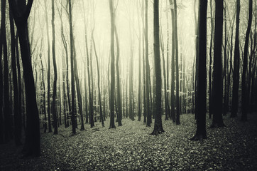 dark fantasy woods landscape with trees in fog