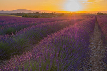 Coucher de soleil sur le champ de lavande en Provence, France. Valensole.