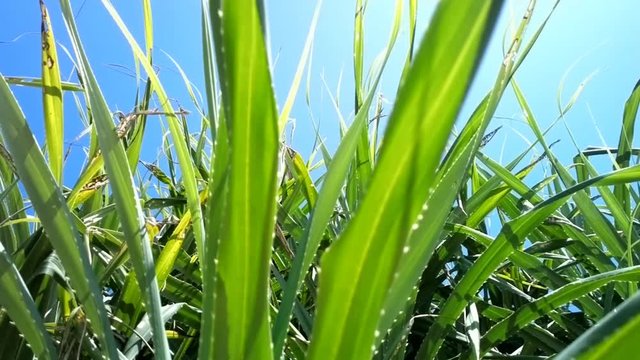 Wild aloe on coast of the Arabian sea
